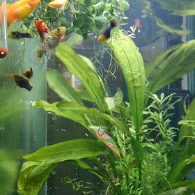 家族が増えましたの画像