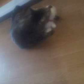 スヌーピーを引っ張り回すにゃんこまめぞう( ´;ﾟ;∀;ﾟ;)の画像