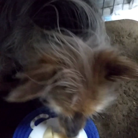 チョコちゃんの画像