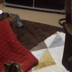 ビョンビョンカシャカシャ(=^ェ^=)の画像