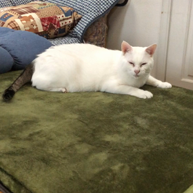 ねこパンチ？の画像