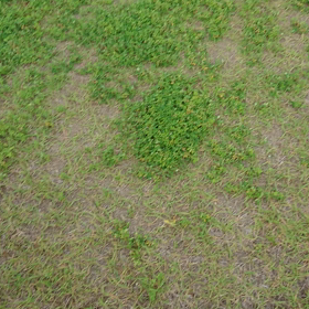 ココ走りますの画像