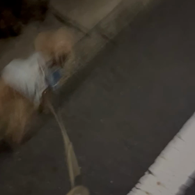 ななとここ  お散歩なのか？の画像