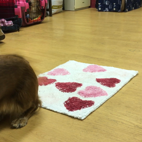 チェリーさんよう。の画像