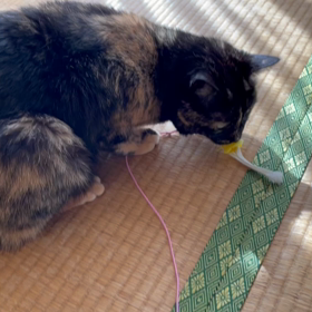 顔はボロボロでも心はウキウキの画像