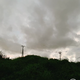 コウモリパラダイスの画像