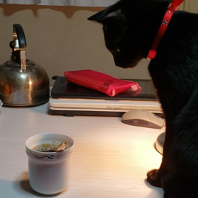 今朝もまたコーヒーを見つめるペロンの画像