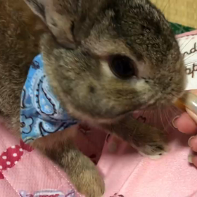 秋・・・模様替えうさぎさんの・・の画像