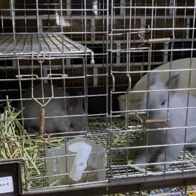 ベビーの成長の画像