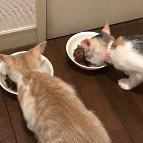 ふれあい譲渡会から帰宅の画像