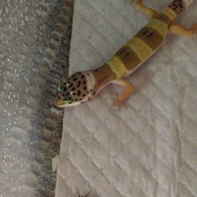 きっちゃん！活餌デビュー 続編 ヒョウモントカゲモドキの画像