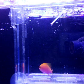 力みました(動画)wwの画像