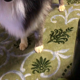 ボールが取りたいけど…の画像