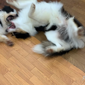 クレア君とピースのじゃれあいの画像