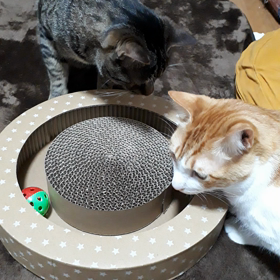 おニューの爪研ぎが。。。①の画像