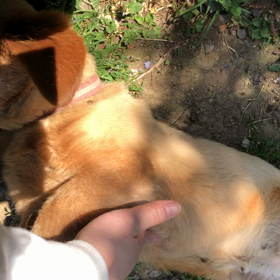 チョッパーの画像