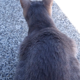 わだちVSカラスの画像