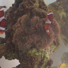 ハタゴイソギンの色の画像