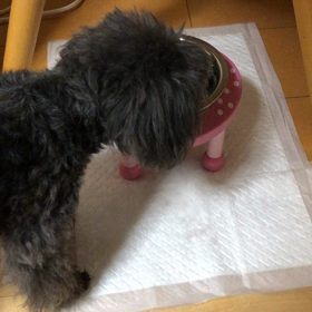 回復してきたキャンディち ゃんの画像