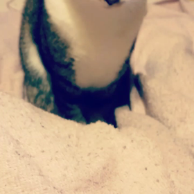 我が家の猫ちゃんvol.375の画像