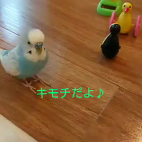 【おしゃべりインコ】疲れちゃった？!まだまだ遊びたい❤️の画像
