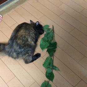 天然の‥の画像