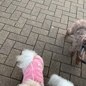 12月31日15わんこと1時間30分遠足　　代々木公園の画像