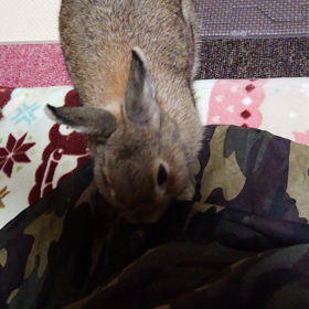 ほっくり祭り(๑°  °๑)の 画像