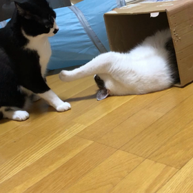 取り合いの画像