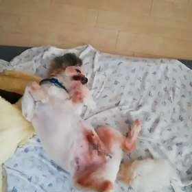 へそ天♪の画像