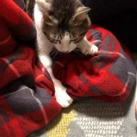 ふみふみの画像