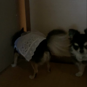 カリカリの画像