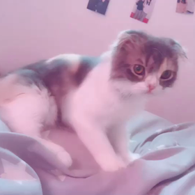 茶々マッサージの画像