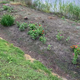 今日の朝んぽの画像