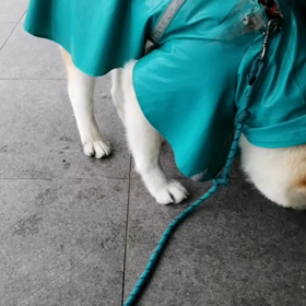 雨☔の予報だったが、霧雨程度。休憩ポイントではゴロ寝無しの探索。カッパを着ての散歩もスムーズだの画像