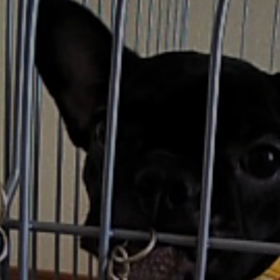 もも11歳の画像