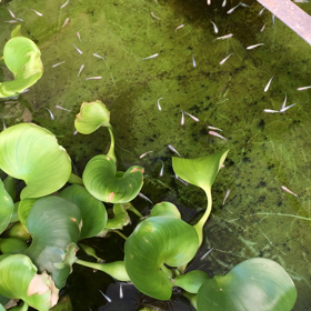 みゆきメダカの画像