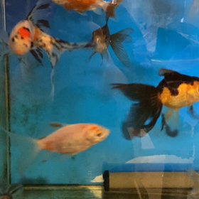 どうして〜の画像