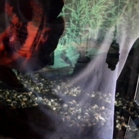 生き餌を上げた時の反応の画像