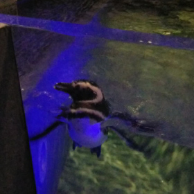 ペンギン三昧(*´∀`)♪の画像