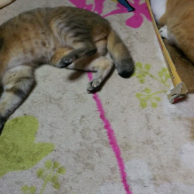 またまびに酔うの画像