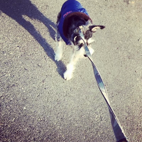 ぼくの勝ちの画像