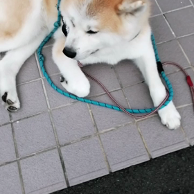 フード拒否気味が続いていたが、何とか完食していた未来丸、昨日の夕飯ほぼ完全拒否。今朝はそれでもの画像