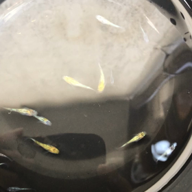 今年のメダカの画像