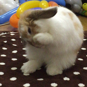 もんたのクシクシ❤️の画像