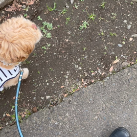 畑が嫌いなポンくんの画像