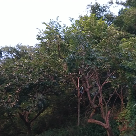 田舎のひぐらしの画像