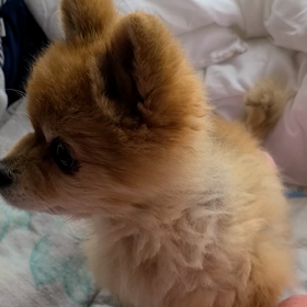 バテバテの画像