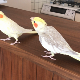 いろいろの画像