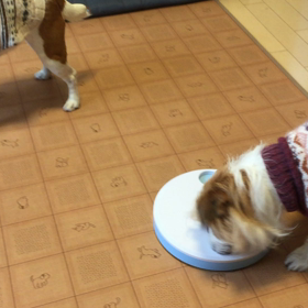 今日のココのんの画像